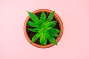 Craft Cannabis concept image